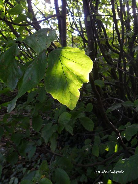 feuille-d-automne.jpg