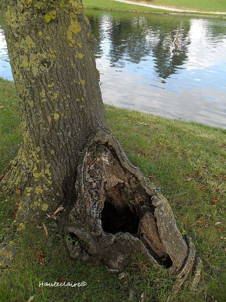 arbre-aux-secrets.jpg
