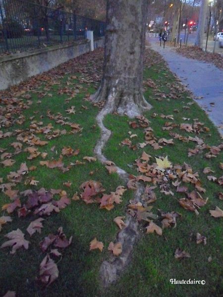 arbre-bizarre-2.jpg