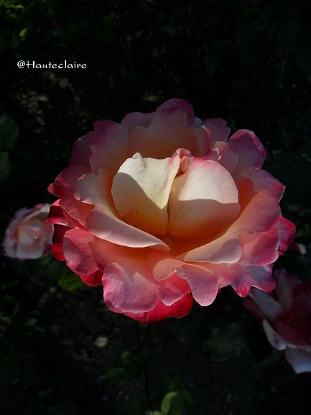 rose.jpg