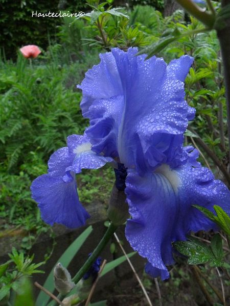 iris-suzame.jpg