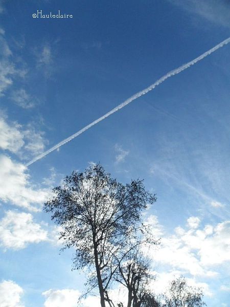ciel-d-ete-et-branches.jpg