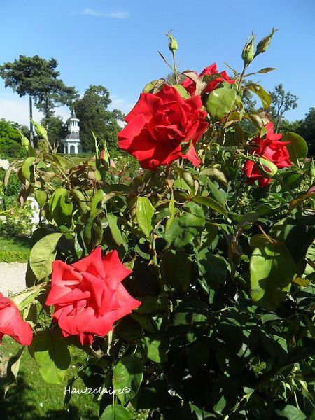 rouge-a-Bagatelle.jpg