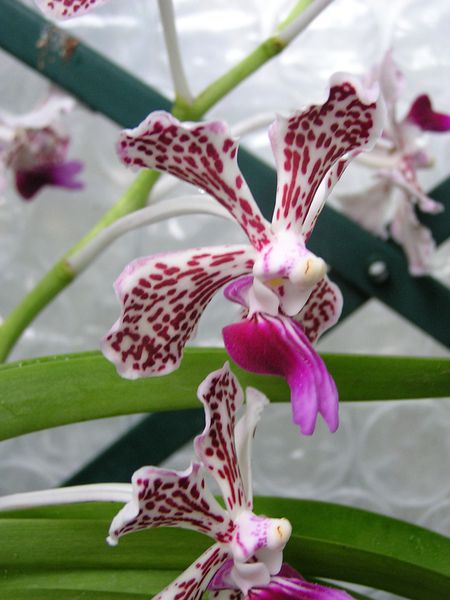 vandasuavis-V-tricolor.JPG