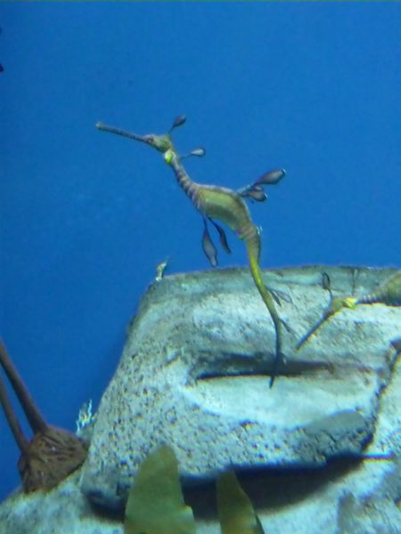 aquariumdragon