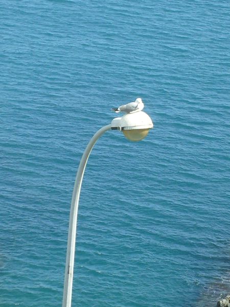 goeland-lampadaire.JPG