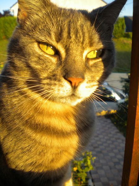 Babouche2