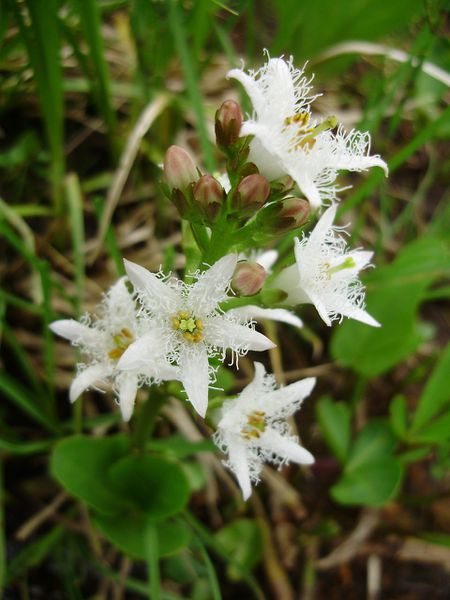 Menyanthes trifoliata 2