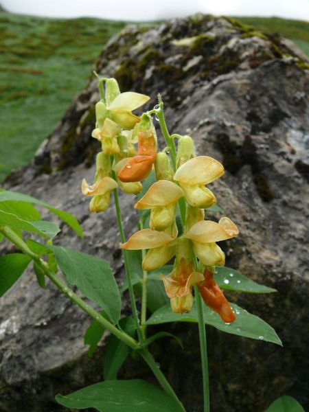 lathyrus-lutea.jpg