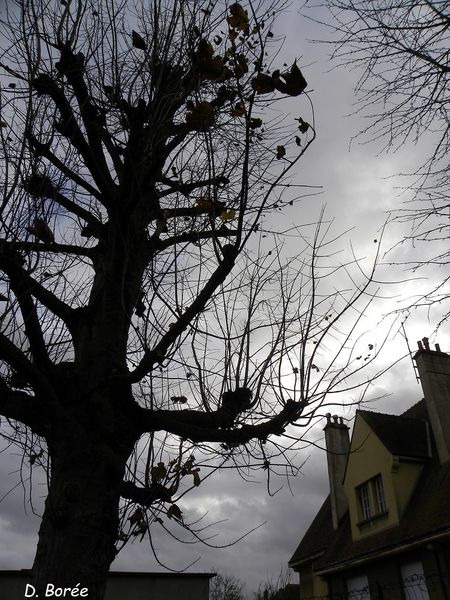 Arbre décembre5