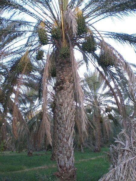 450px-Deglet-Palm-treeMadhif
