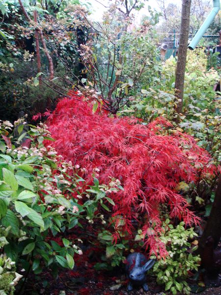 acer palmatum