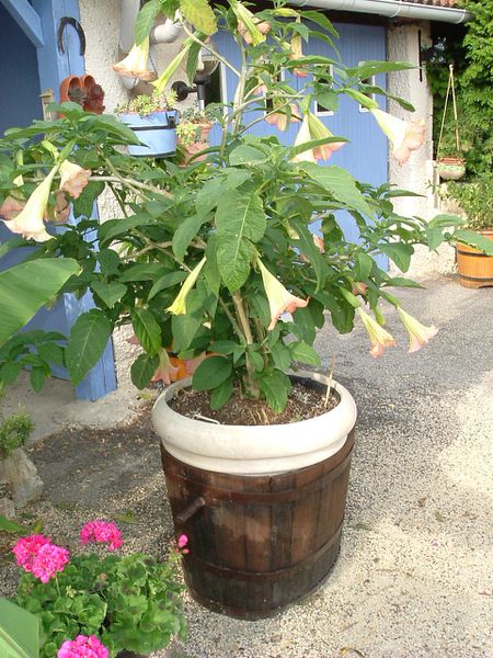 Datura