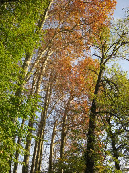 Automne au Parc Treulon 009