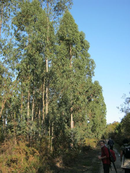 CAILLAU 017