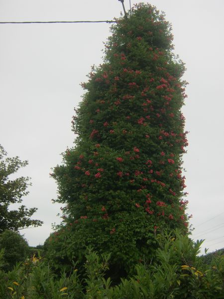 TAURIAC 017