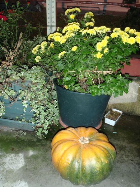 PA270002--3-.JPG