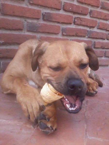 milo-hueso420927_361334017232054_100000663755973_1155439_13.jpg
