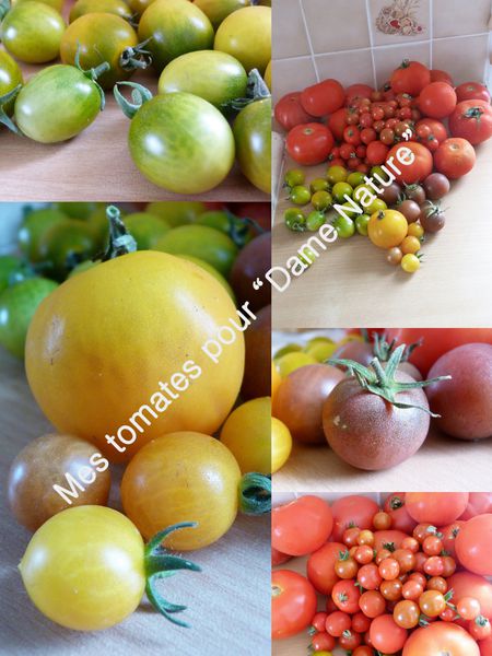 Montages1.jpg