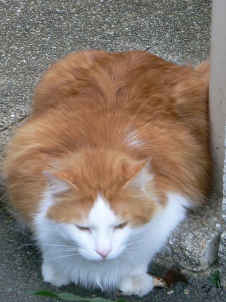 2013-04-16-Chat pleine page