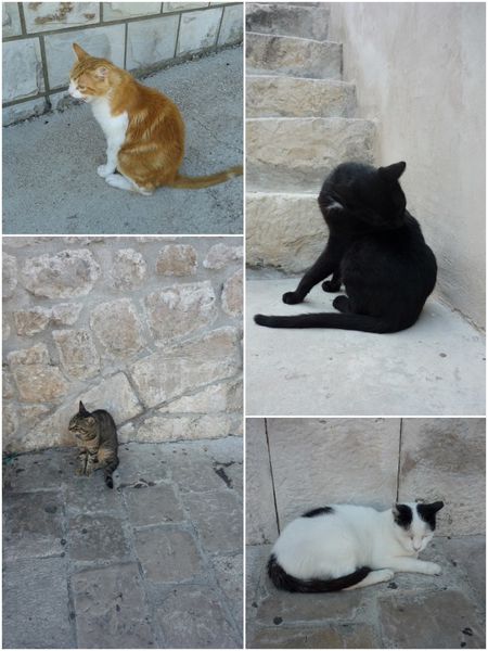 2013-08-14-7-Chats Dubrovnik 1