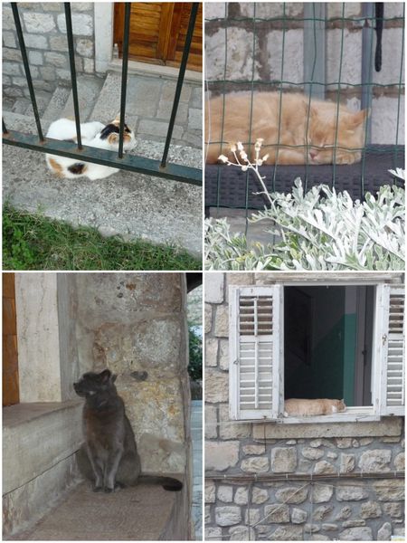 2013-08-14-7-Chats Dubrovnik 2