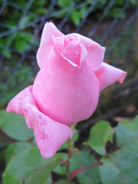 jardin roses du 22 mai 2014 179