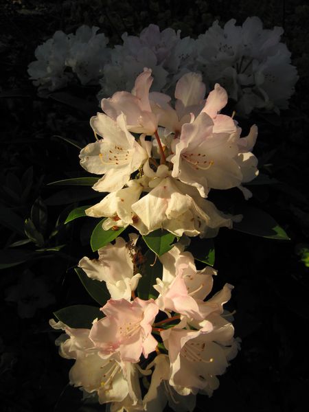 rhododendron-yakushimanum-Dreamland--3-.JPG