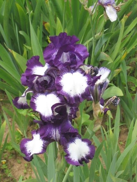 iris-mauve-margine-blanc-2.JPG