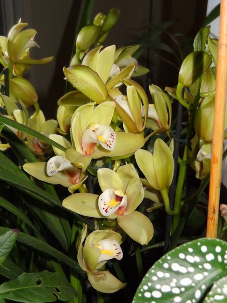 Orchi 005