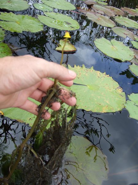 U.foliosa Lac Pali (9)