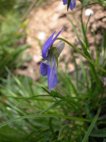Violette de Rivin (Viola riviniana Reichb.)