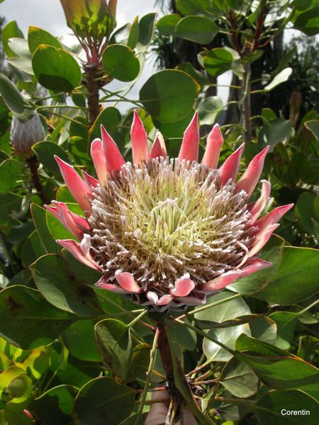 z01-Fleur 05a