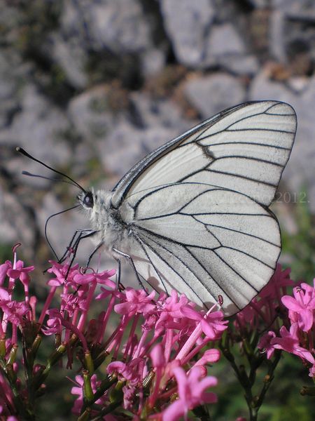 lilas-papillon.jpg