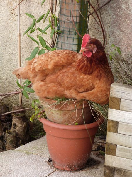 poule au pot