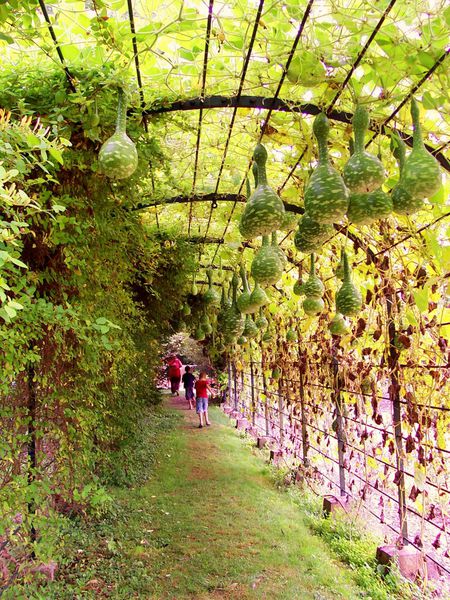 potagerdesprinces - pergola des gourdes