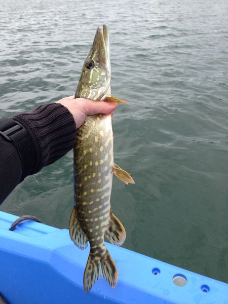 Brochet Miribel - 12/05 à 15h20