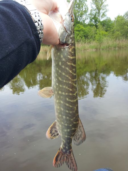 Brochet Isère Alex - 08/05 à 13h00