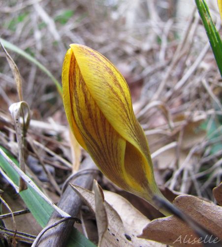Crocus 2