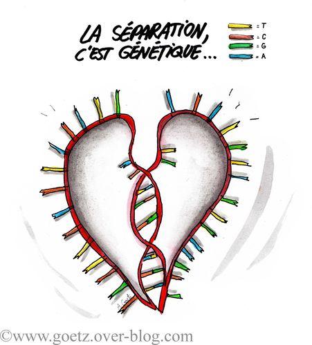 Blog, ADN, séparation amoureuse, illustration Goetz