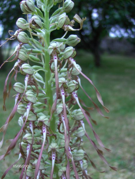 himantoglossum-hircinum.jpg