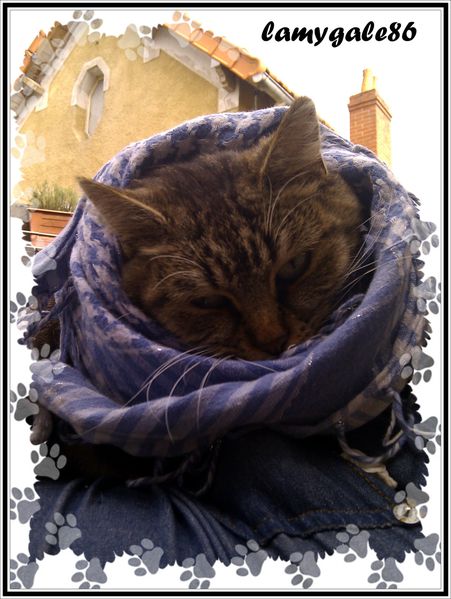 Copie-de-IMAG0386.jpg