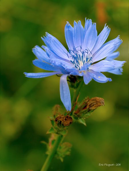 Fleur-bleue-Belge-small.jpg