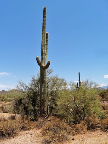 Apache-Trail-Lost-Dutchman-state-Park-cactus-2.jpg