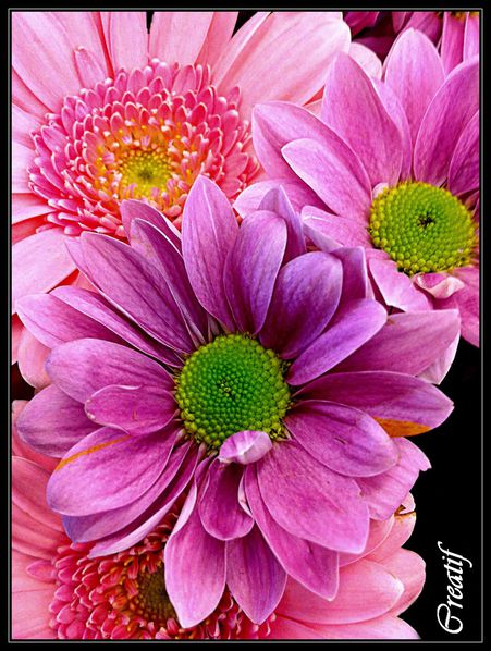 flower-power--1-.JPG