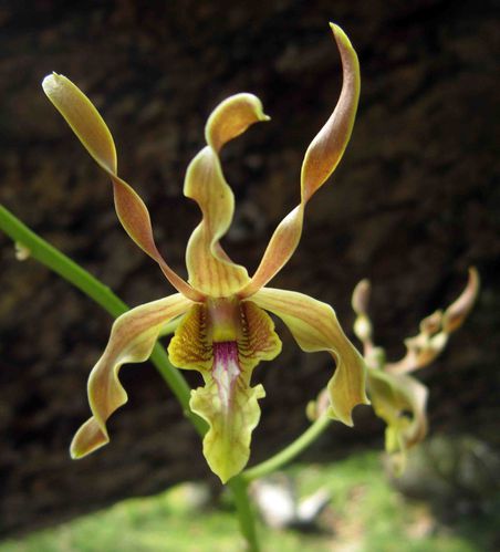 Orchidees-Vanuatu-2013 1697cb
