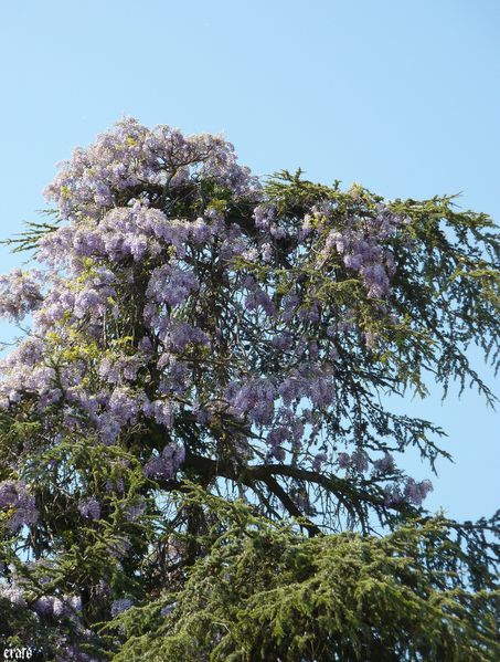 22-avril-2011--retour-avion---esteban---arbre-glycine-103.JPG