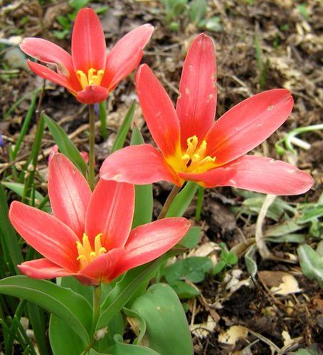 tulipa-kaufmanniana-30-mars-10.jpg