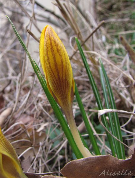 crocus-1.jpg