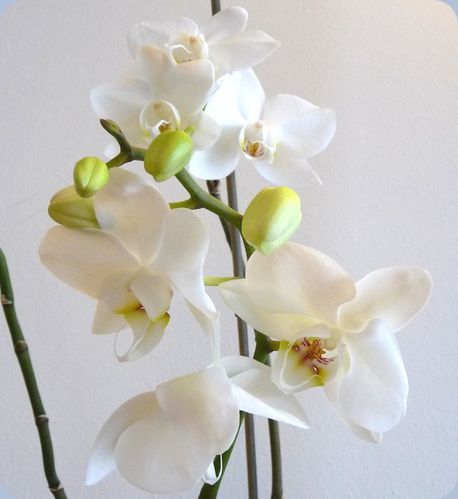 blog-orchidee2